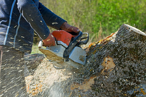 Best Tree Branch Trimming  in Greenwood, DE